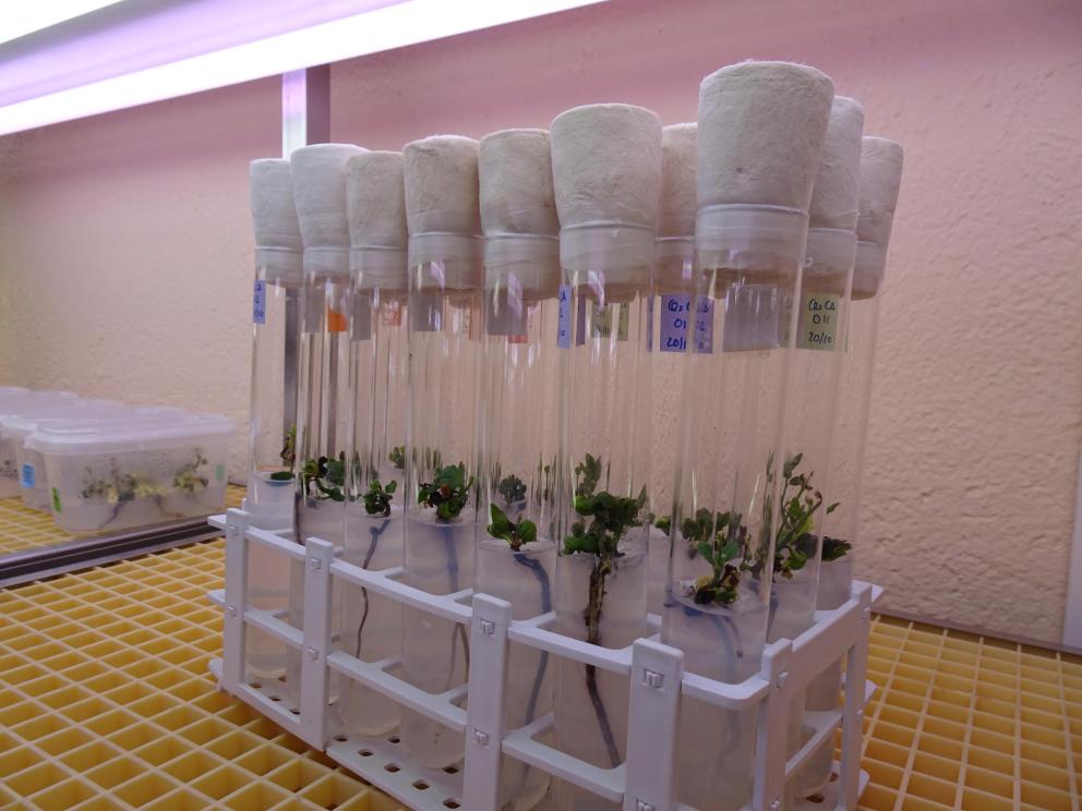 Estudios en laboratorio - multiplicación de especies forestales