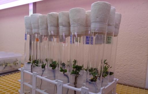 Multiplicación in vitro de especies forestales