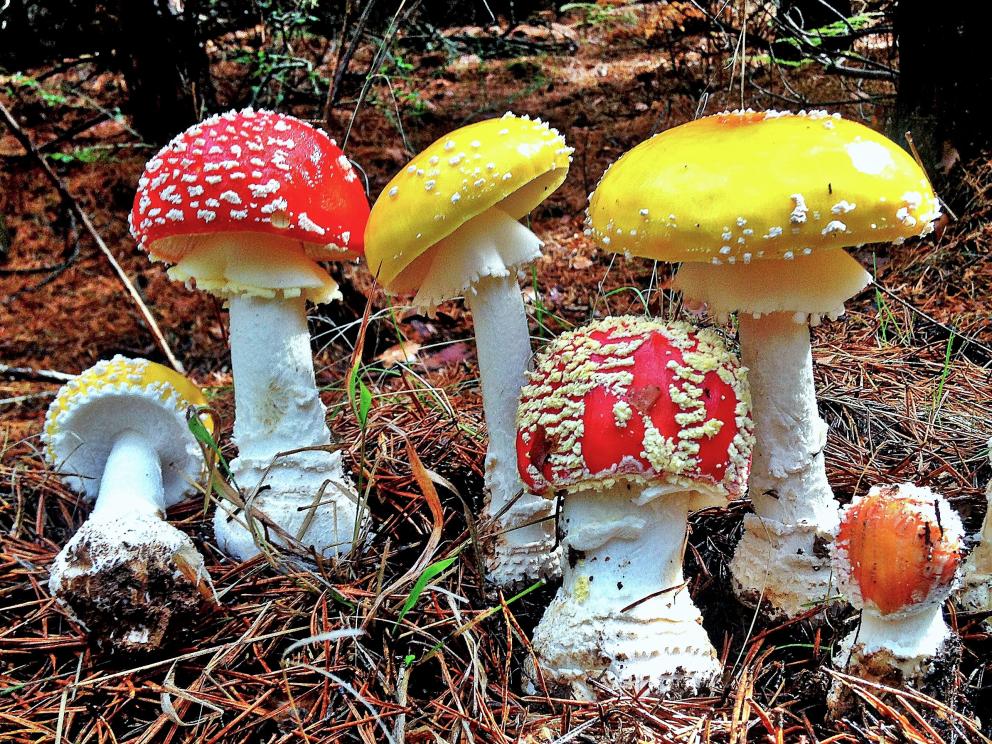 Carpóforos de Amanita muscaria de color rojo y amarillo