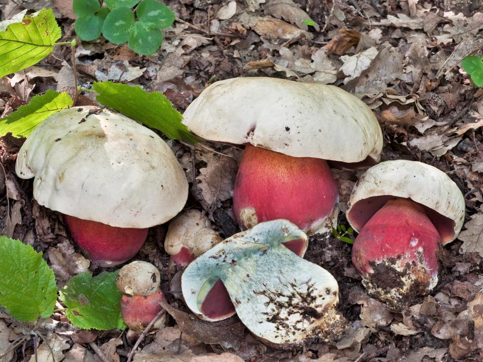 Carpóforos de Boletus satanas