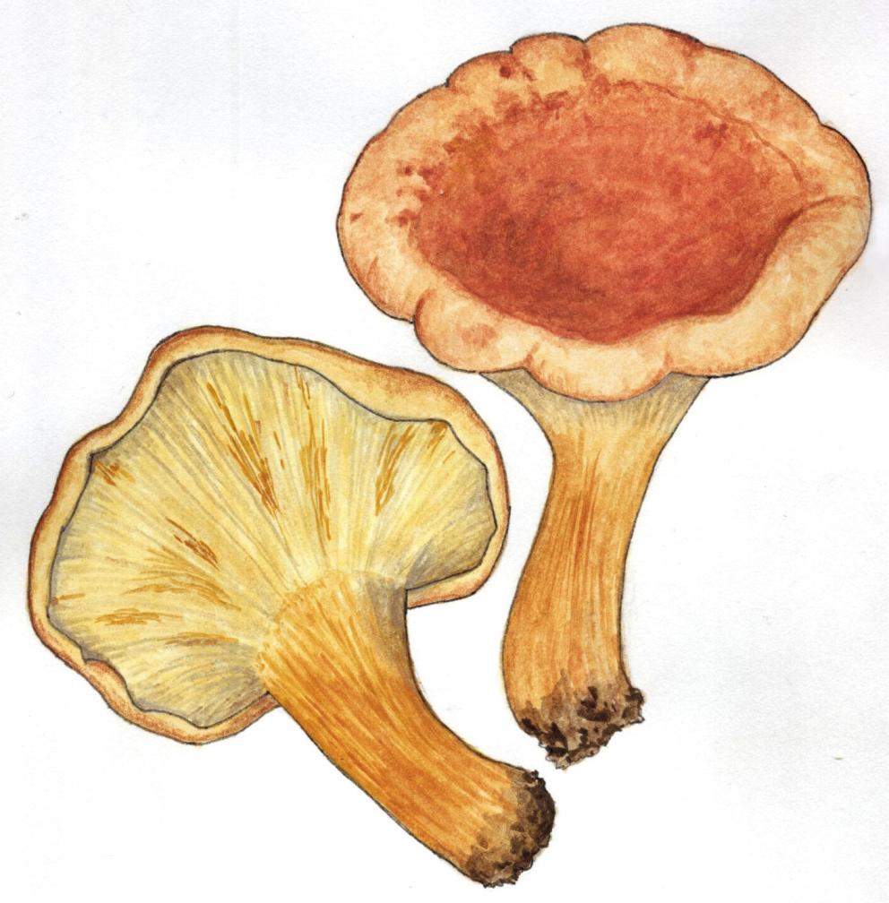 Carpóforos de Clitocybe acromelalga