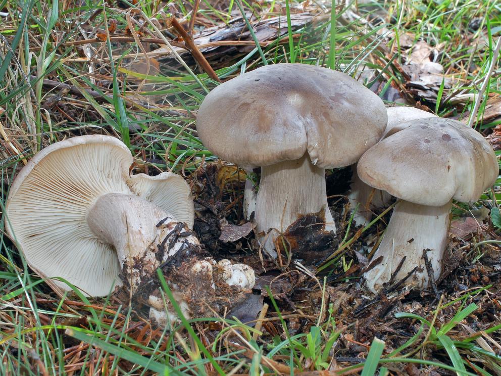 Carpóforos de Clitocybe nebularis