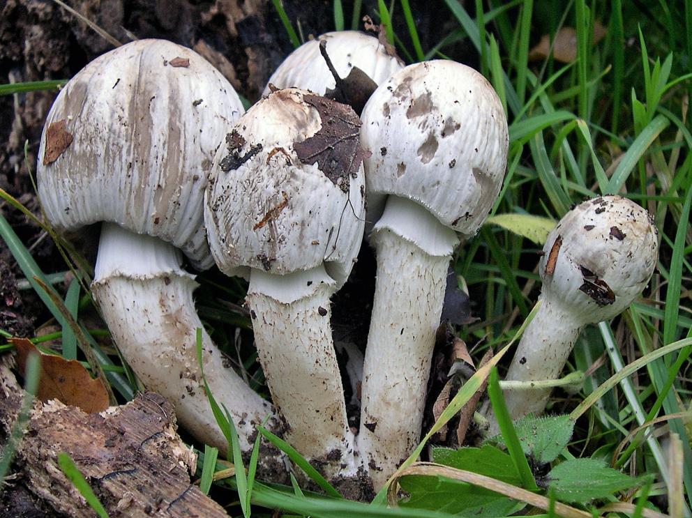 Carpóforos de Coprinus atramentarius