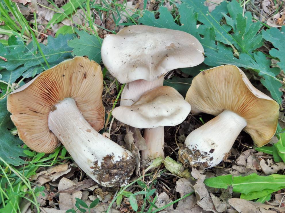 Carpóforos de Entoloma sinuatum
