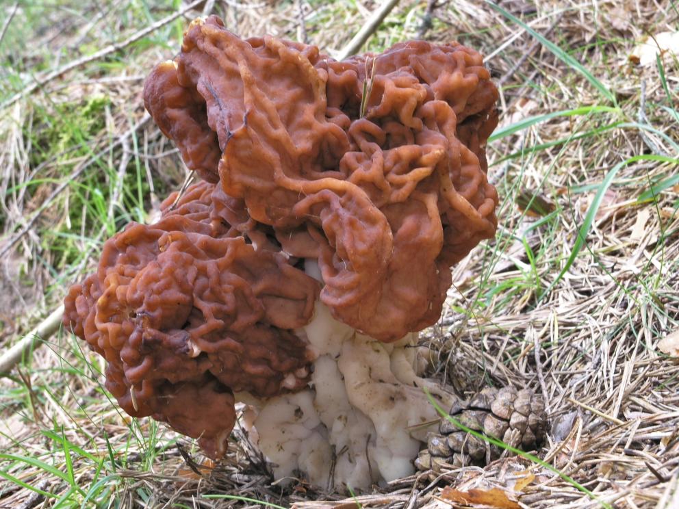 Carpóforos de Gyromitra esculenta