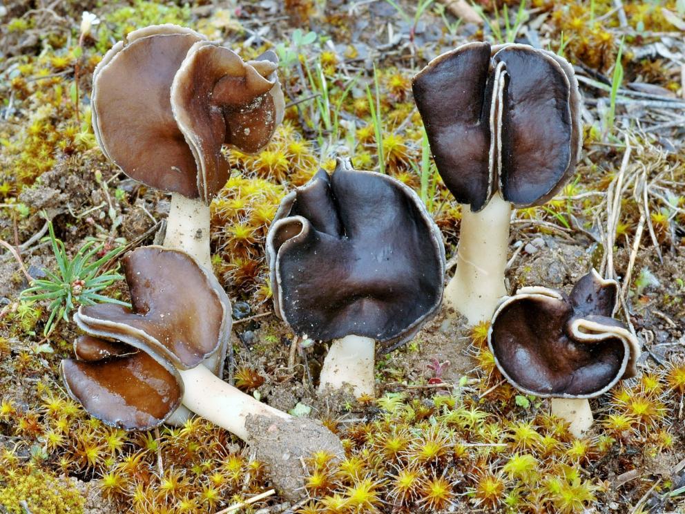 Carpóforos de Helvella leucopus