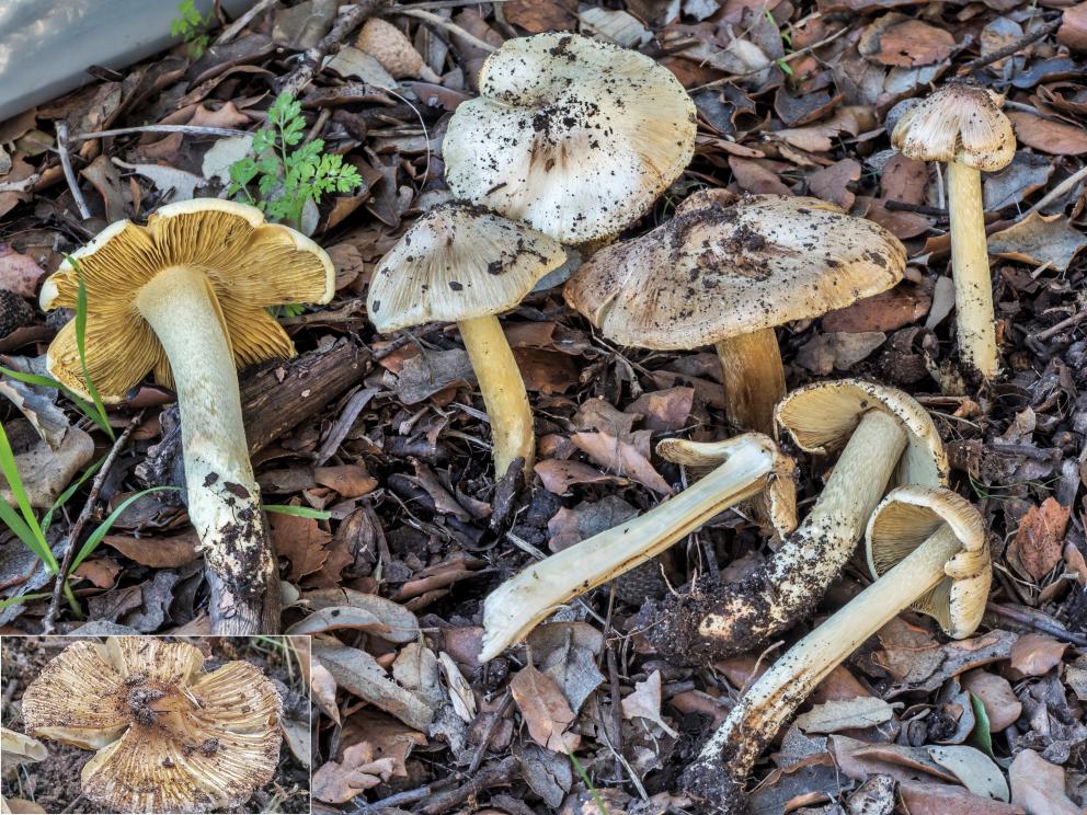 Carpóforos de Inocybe rimosa
