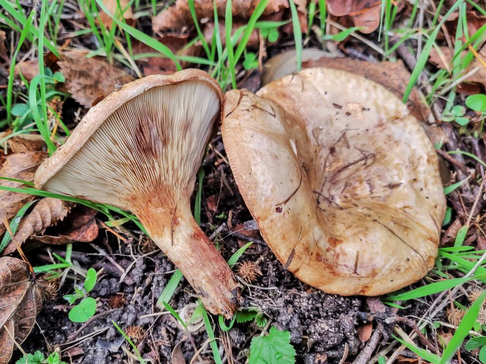Carpóforos de Paxillus involutus