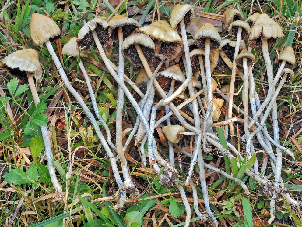 Carpóforos de Psilocybe semilanceata