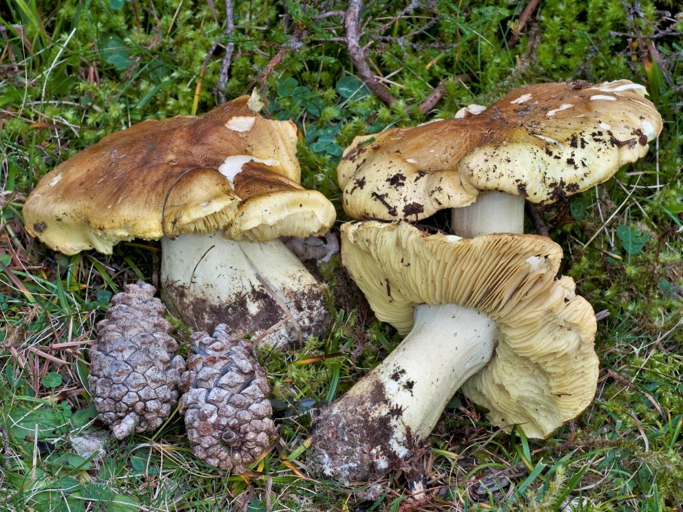Carpóforos de Tricholoma equestre
