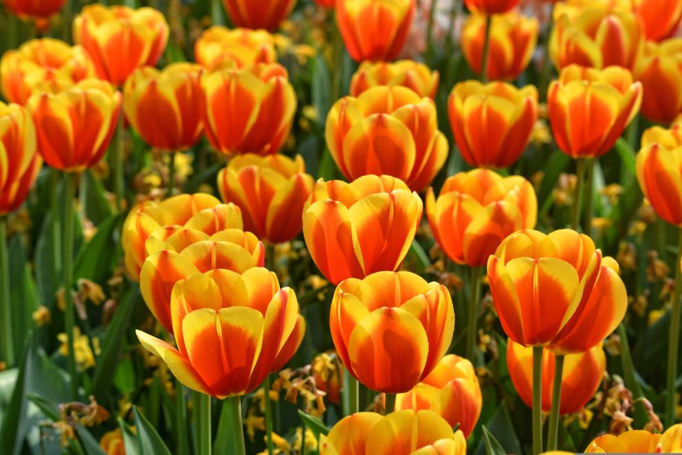 Tulipanes campo de tulipanes anaranjados