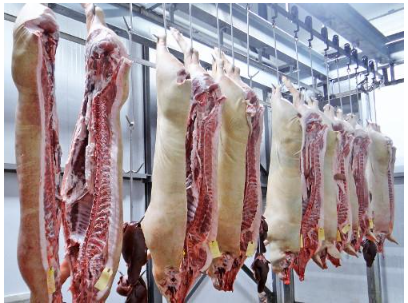 imagen de canales de cerdo en un matadero
