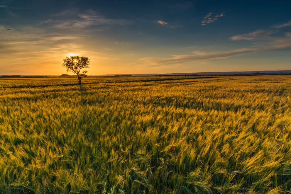 Ocaso. Puesta de sol