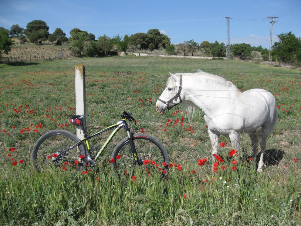 Pradera con caballo pastando y bicicleta apoyada en una verja