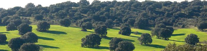 Imagen de monte mediterráneo en Hoyo de Manzanares