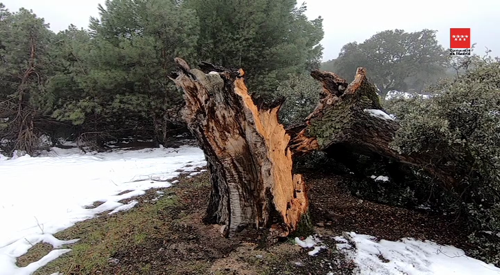 Encina macho de Sevilla La Nueva Encina macho de Sevilla La Nueva caída tras la tormenta Filomena