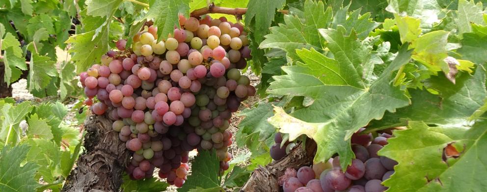 Racimo de uvas de la variedad Jaén Rosado