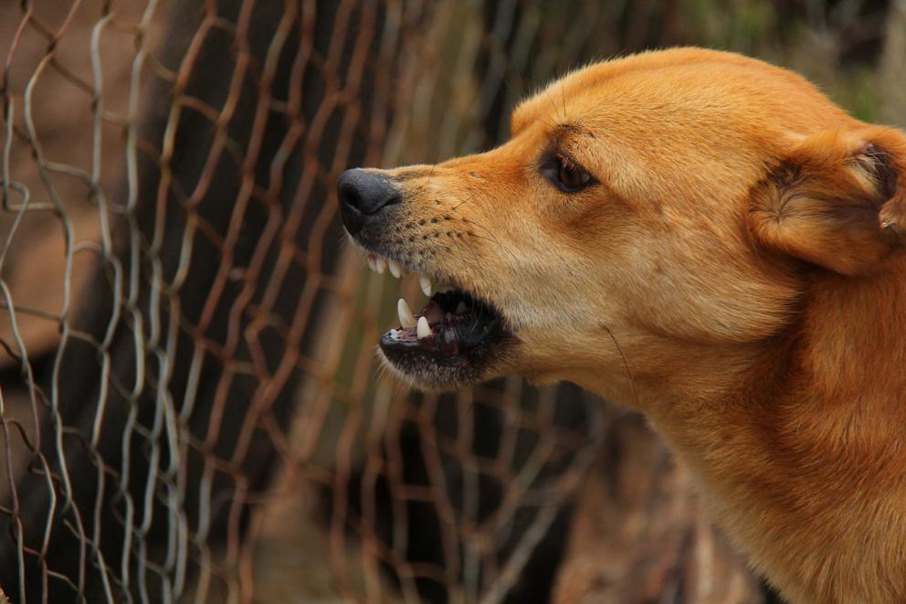 Perro rabioso enseñando los dientes frente a una valla metálica