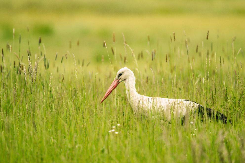 Cigüeña blanca en Red Natura 2000