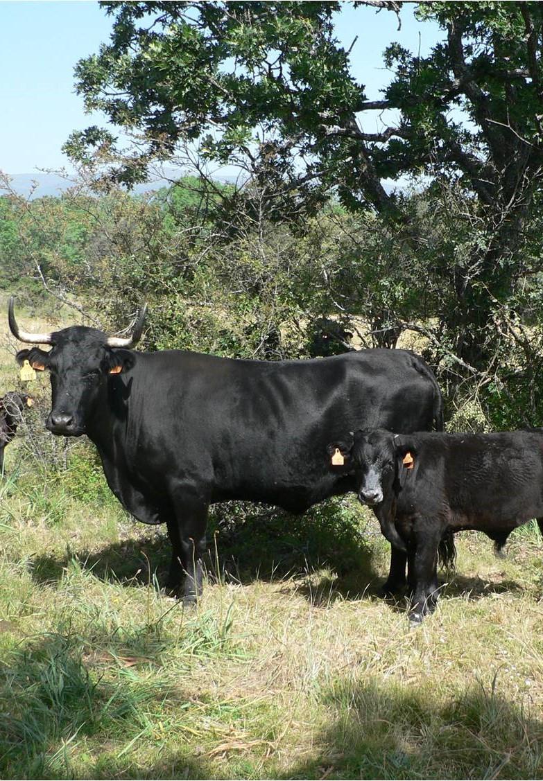 Vaca con su cría de raza avileña negra iberica