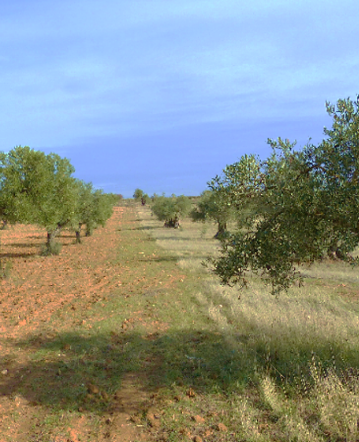 Campo de cubiertas vegetales