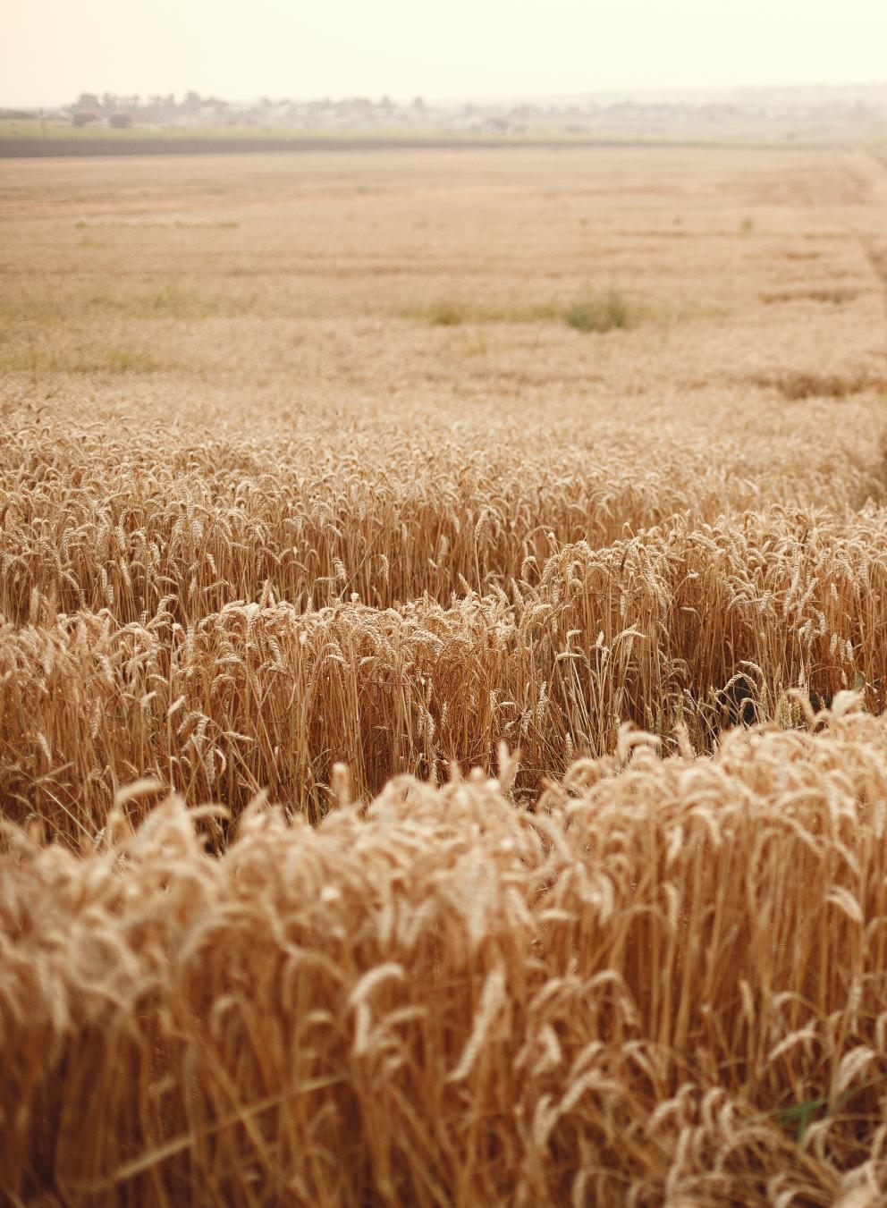 Campo de trigo