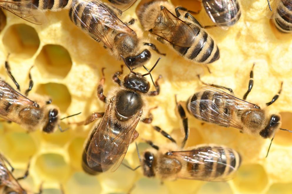 Abejas en un panal