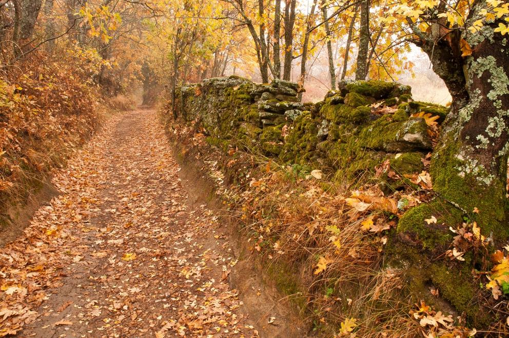 Senda en la Sierra del Rincón - Fotografía de Ignacio Úbeda