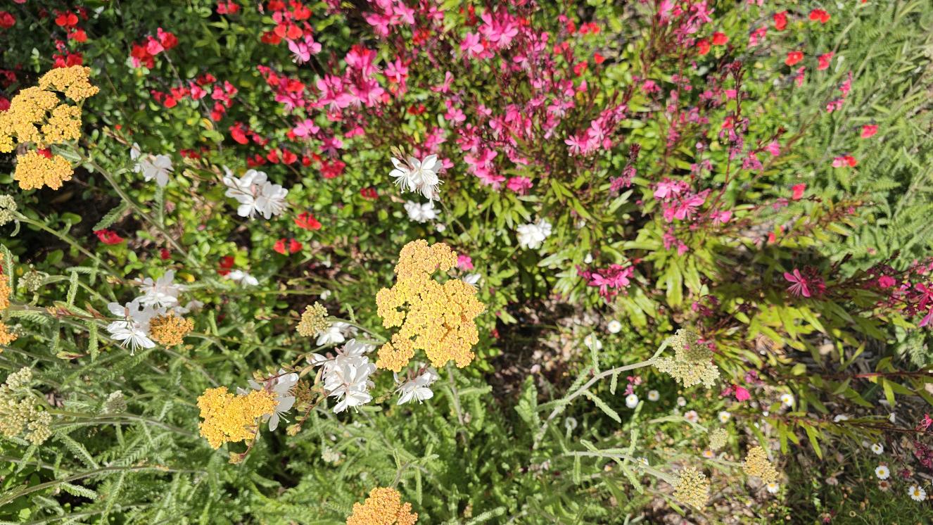 Flores rosas, amarillas y blancas