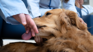 primer plano de perro color café que lame la mano de niño