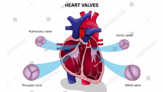Ilustración de un corazón y las distintas válvulas