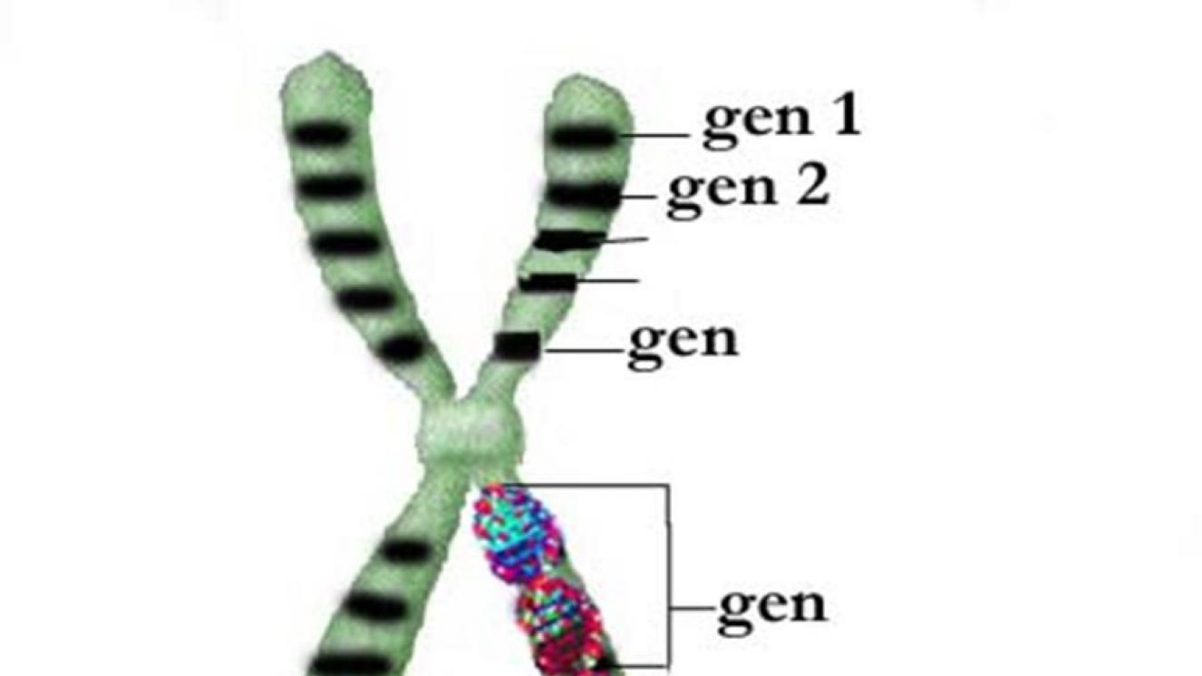 Gen