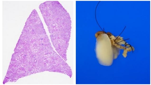 imágenes de técnicas en investigación Servicio de Anatomía Patológica