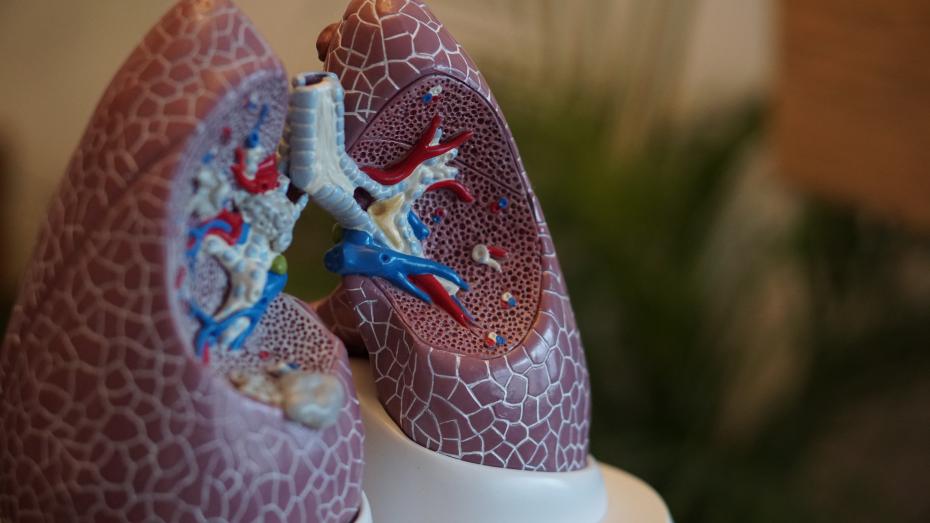 Maqueta pulmones