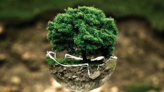 foto de un arbol frondoso y verde sobre un contenedor en forma de cáscara