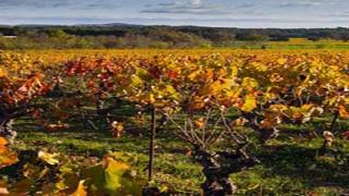 Viñedos 
