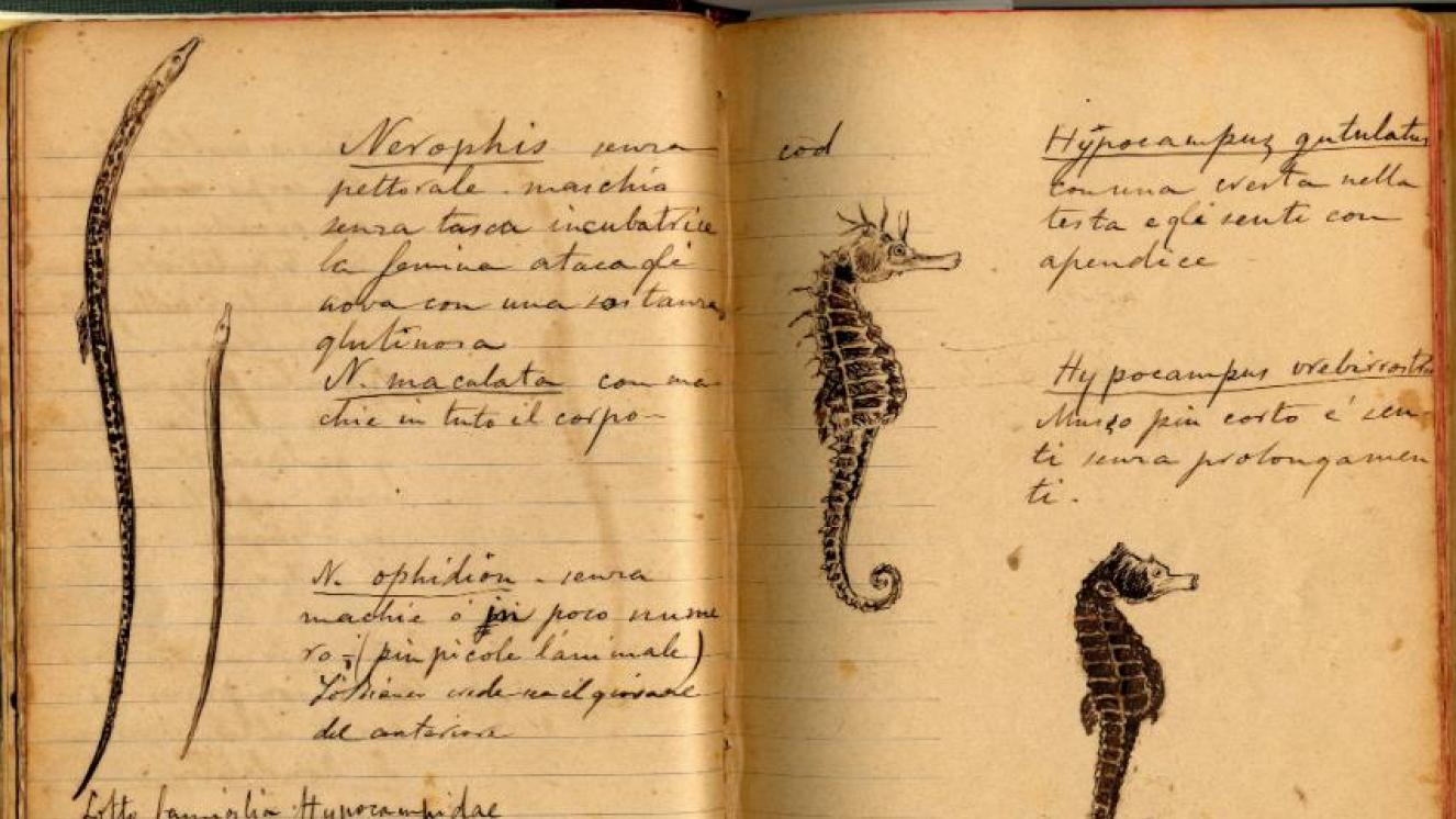 Dibujo Hipocampos