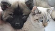 cachorros de perro y gato tumbados