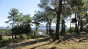 Pinar Las Gariñas