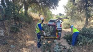 labores de desbroce, poda, limpieza y perfilado de los márgenes de la calzada 