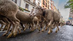Día de la Trashumancia en Madrid