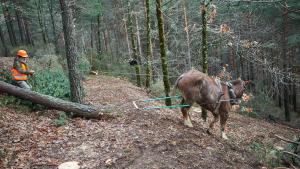 regeneración de suelos forestales 
