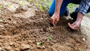 Plantando en el huerto