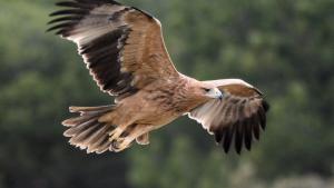 Águila Imperial Ibérica (Aquila adalberti C. L. Brehm)