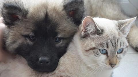cachorros de perro y gato tumbados