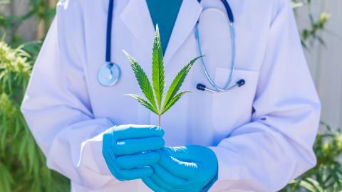 Cannabis medicinal médico sosteniendo en las manos una hoja de cannabis
