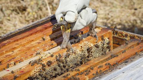 enjambre de abejas sin colmena