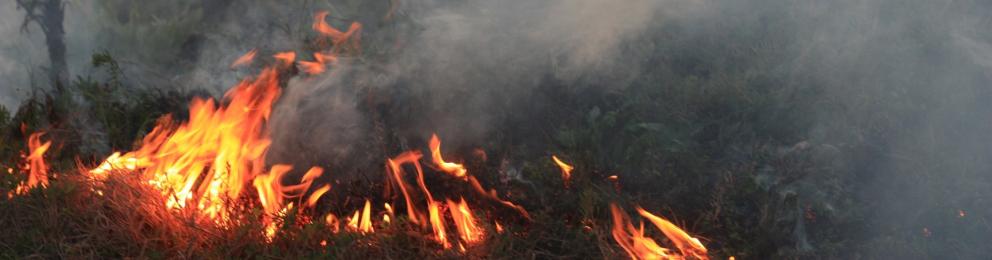 Humo procedente de un incendio de pastos