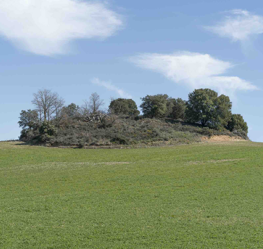 Prado verde con árboles al fondo