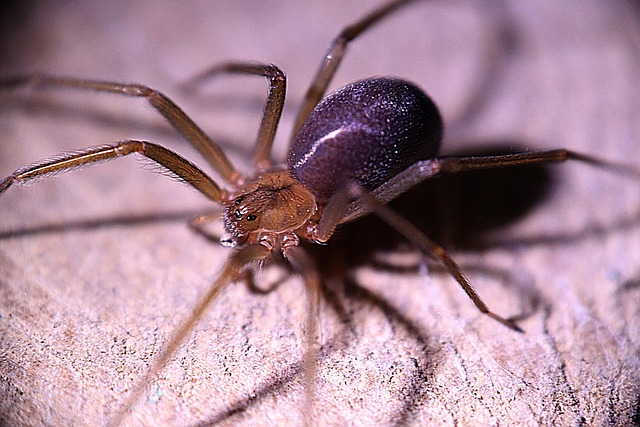 Loxosceles laeta